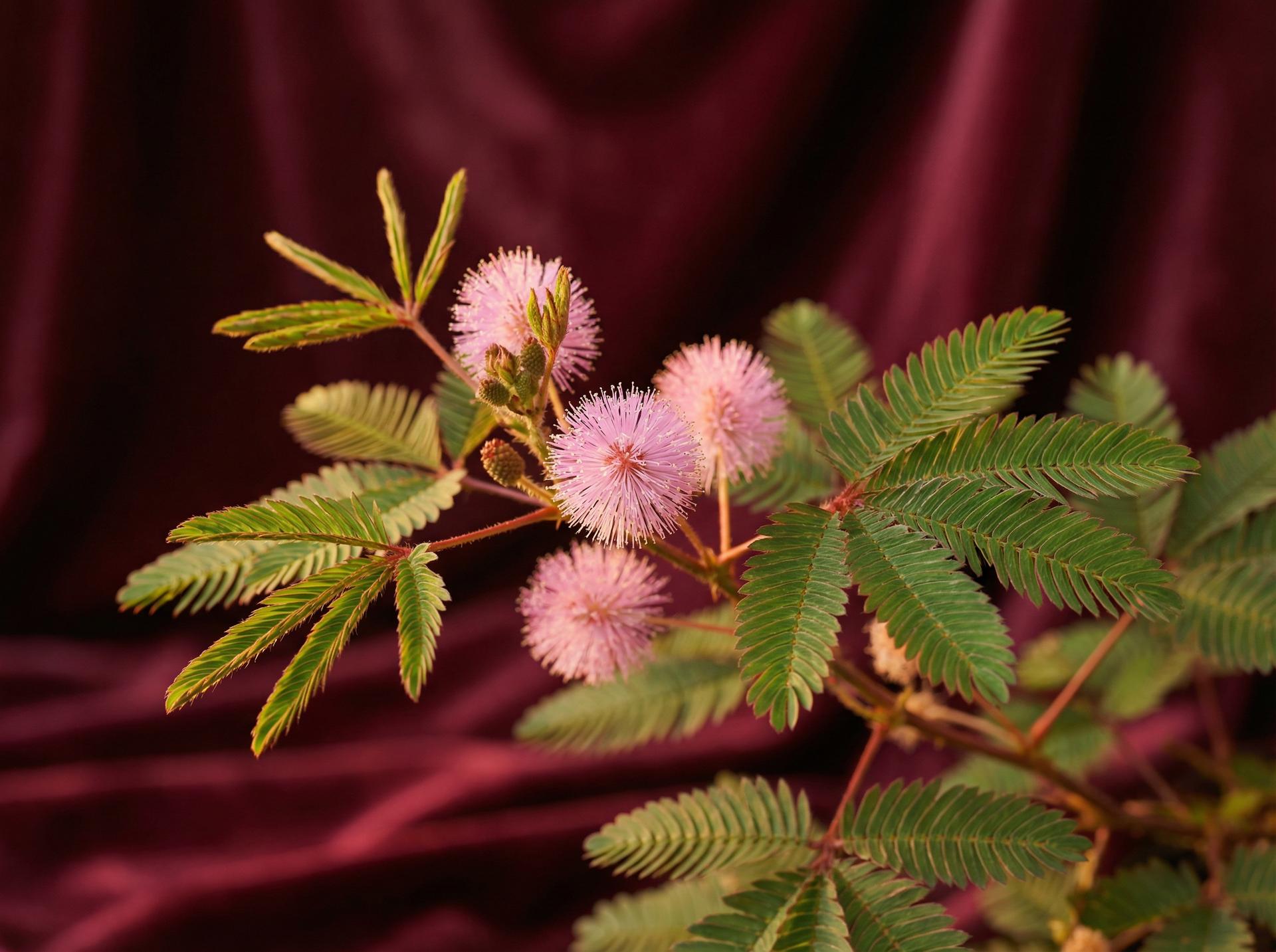 抖荫短视频植物视频 - 含羞草养护视频教程