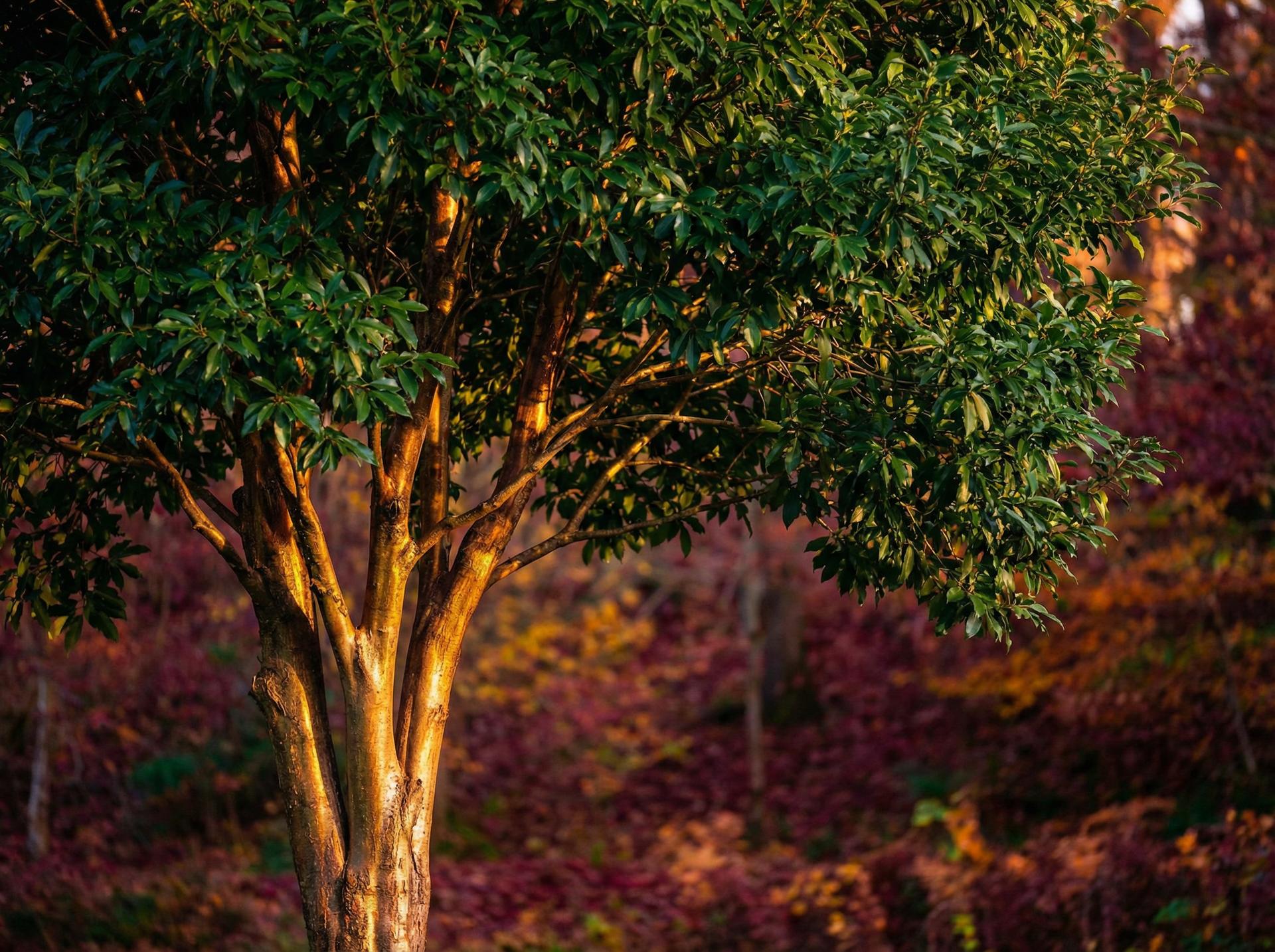 抖荫短视频植物保护视频