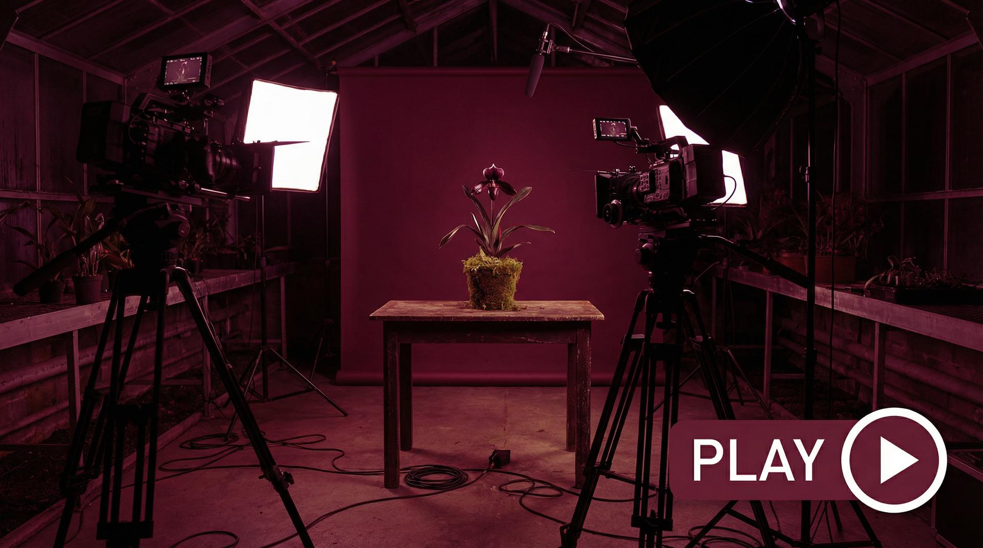 抖荫短视频植物视频 - 珍稀兰花视频拍摄幕后